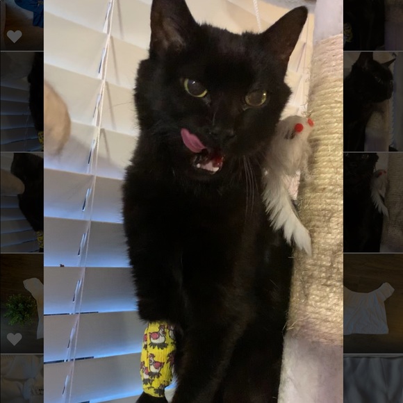 🐱 Please share! ❤️ - Picture 2 of 8